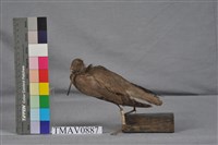 藏品(黃足鷸)的圖片